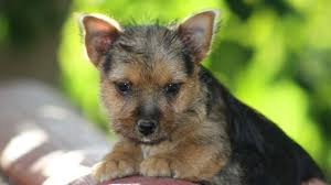 They are akc registered, utd on shots and deworming. Norwich Terrier Price Temperament Life Span