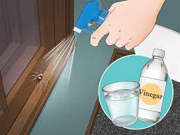 Actually in your basement there is no daddy long leg spiders the spiders in your basement are called cellar spiders they don't eat other bugs they just make webs and will sit there undisturbed for many days so you should get rid of them unless you want spiders in your basement. How To Get Rid Of Spiders In The House 11 Steps With Pictures