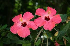 Image result for Hibiscus rhabdotospermus