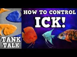 How To Control Ick Tank Talk 8 11 13 Presented By Kgtropicals Presents Talk Tank
