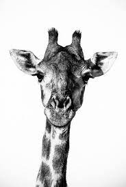Giraffe Fine Art Photography Wildlife Art Modern Wall Art Etsy Wild Animals Photography Animals Black And White Wildlife Art