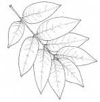 Image result for Dialium englerianum