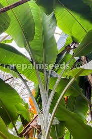 Image result for Musa sp. (Ornamental bananas)