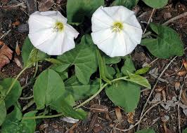 Image result for Convolvulus