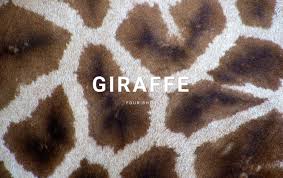 Various species of giraffe have slightly different patterns and colors, so don't forget to check out design templates, stock videos, photos & audio, and much more. Giraffe Facts Html Template