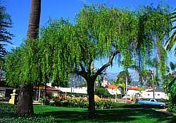 Image result for Maytenus