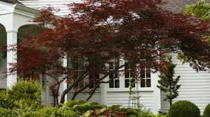 Most of our trees are 5/8 in diameter! Dwarf Fruit Trees Better Homes Gardens
