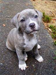 Pit bull puppies can grow to be as tall as 24 inches and weigh as much as 60 pounds. Pittie Pup Pitbull Puppies Puppies Pitbull Puppy