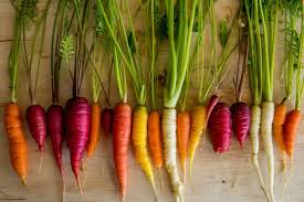 It was her favorite go to carrot as a reliable producer of large carrots. Carrots And Color Best Healthy Varieties To Grow