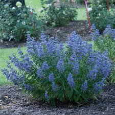 Image result for Caryopteris odorata