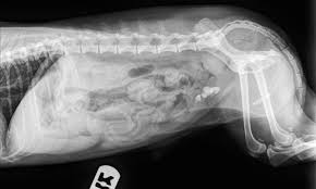 How To Read A Radiograph X Ray Long Beach Animal Hospital Bladder Stone Puppies And Kitties