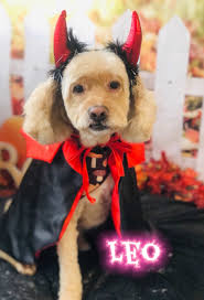 Chipson,Nova,Freddy,Rivo,Oscar🤡👻💕🐾