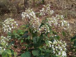 Image result for Clerodendrum tricholobum