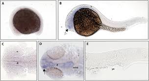 Advocates and solicitorsnotary public commissioners for oathstrade marks and patents agents area of practice: Expression Of The Neurotrophic Tyrosine Kinase Receptors Ntrk1 And Ntrk2a Precedes Expression Of Other Ntrk Genes In Embryonic Zebrafish Peerj