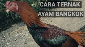 Kandang dengan model seperti ini sudah lama sekali saya produksi. 6 Cara Ternak Ayam Bangkok Sukses Untung Berlipat Lipat Panenlele