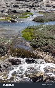 Image result for Chenolea diffusa