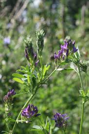 Image result for Medicago sativa