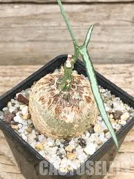 Image result for Adenia kirkii