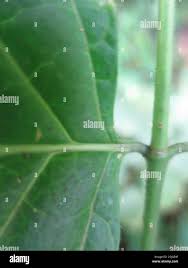 Image result for Psydrax subcordata