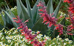 Take adaptable perennial flowers with you from the upper midwest to the deep south, and anywhere in between. The Planting Season Continues Plants That Like It Hot