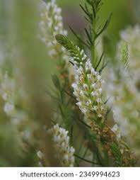 Image result for Hebenstretia