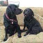 - California Lab Rescue - ADOPTIONS - Rescue Me!