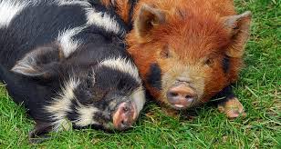 Interesting Facts About Pigs Animals Pet Pigs Kune Kune Pigs