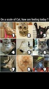 7 Comment Yours Funny Animal Images Animals Doing Funny Things Funny Cats