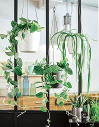 Les Plantes Suspendues Egayeront Votre Interieur Decoration Plantes Suspendues Deco Nature Plante