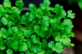 The ideal spot for potted herbs receives ample sunlight, is near the kitchen, protected from cold pay attention to areas of sun and shade on the patio and elsewhere in the garden. 24 Herbs That Grow In The Shade Hgtv