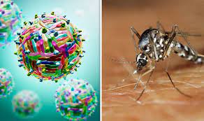 Information on west nile virus. West Nile Virus Symptoms What Is West Nile Virus Is It More Deadly Than Ebola World News Express Co Uk