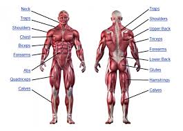 The back anatomy includes the latissimus dorsi, trapezius, erector spinae, rhomboid, & teres major. Kianmeng Org Human Muscle Groups And Strength Training