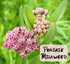 Asclepias Sullivantii Prairie Milkweed For Monarch Caterpillars Milkweed Flower Asclepias Milkweed