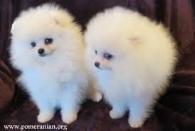 Now you can turn plain yarn into perfectly precious pups.like this video? Pom Puppies For Sale Off 59 Www Usushimd Com