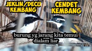 Khusus untuk tledekan kembang , burung ini memiliki warna bulu coklat, mulai dari kepala di belakang leher dan sayap seekor. Burung Ini Jarang Kita Temui Di Alam Liar Decu Kembang Dan Pentet Kembang Youtube