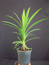 Image result for Pandanus