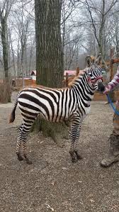 Pin On Exotic Pets For Sale