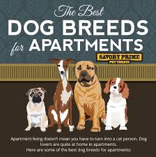 The Best Dog Breeds For Apartment Living Savory Prime Infographic Savory Prime Pet Treats Dog Breeds Best Apartment Dogs Friendly Dog Breeds