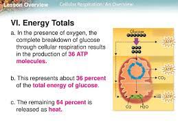 Oxygen and lactic acid b. 9 1 Cellular Respiration Diagram Quizlet