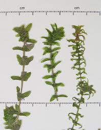 Image result for Elodea