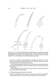 Image result for Lijndenia sp. cf barteri