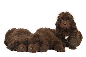 John's water dogs, which was an intelligent breed, known for its swimming and game retrieving capacity. Newfoundland Dog Breed Information