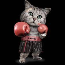 Boxing Cat Poster Print By Adam Lawless Displate Cat Art Print Cat Art Cat Box