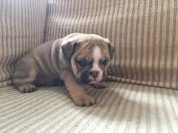 We are also the breeders of the only bulldog to earn a udx title in obedience so far! English Bulldogs For Adoption English Bulldog Puppies For Sale In Washington State English Bulldog Puppies For Sale In Washington Dc English Bulldog Puppies For Sale In Spokane Washington Old English Bulldog