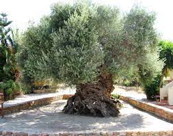 Olive Tree Of Vouves 2000 Or 3000 Years Old Olive Tree Tree Ancient Tree