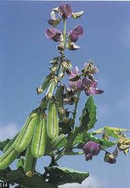 Image result for Crotalaria verrucosa