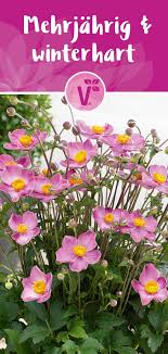 Mehrjahrig Winterharte Pflegeleichte Herbststaude Herbst Anemone Fantasy Cinderella Winterhart Herbstanemone Schattenpflanzen