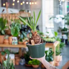 Image result for Boophone