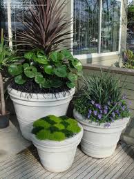 Find help & information on ophiopogon planiscapus 'nigrescens' black mondo from the rhs. Pin On Favorite Places Spaces Garden