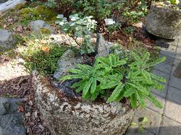 Image result for Adiantum